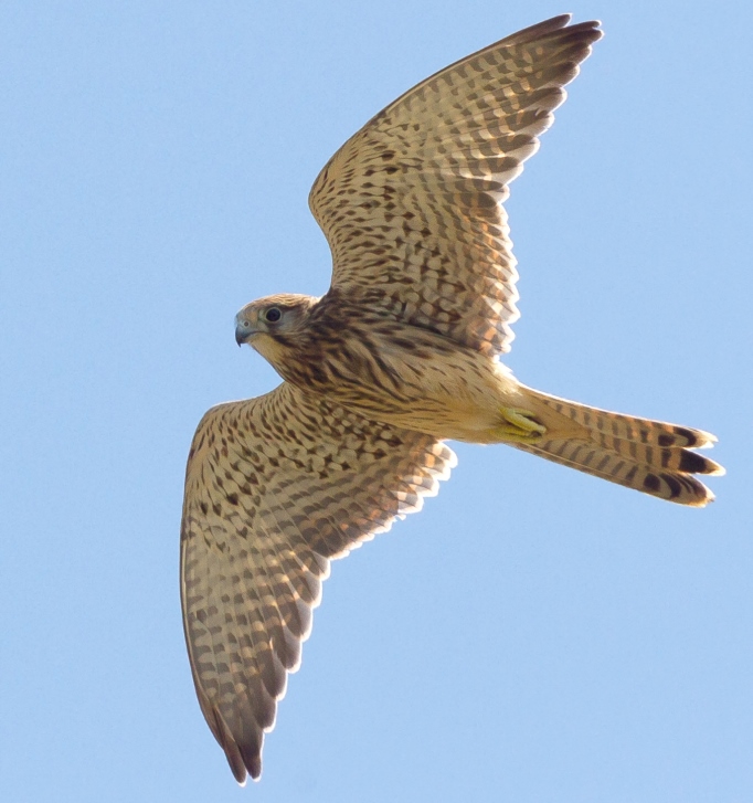 Live translation form Kestrel nest box